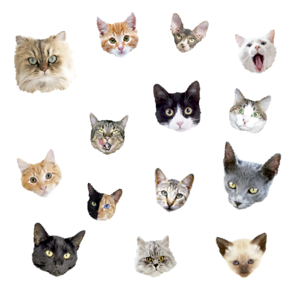 CAT PARADE (Pack de 2)